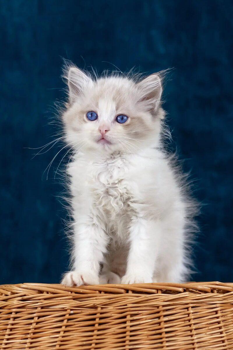Imogen, a Ragdoll kitten