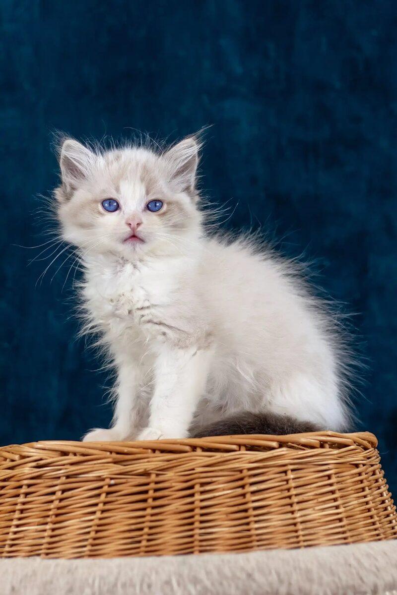 Ragdoll kitten Imogen – side view showing coat and face