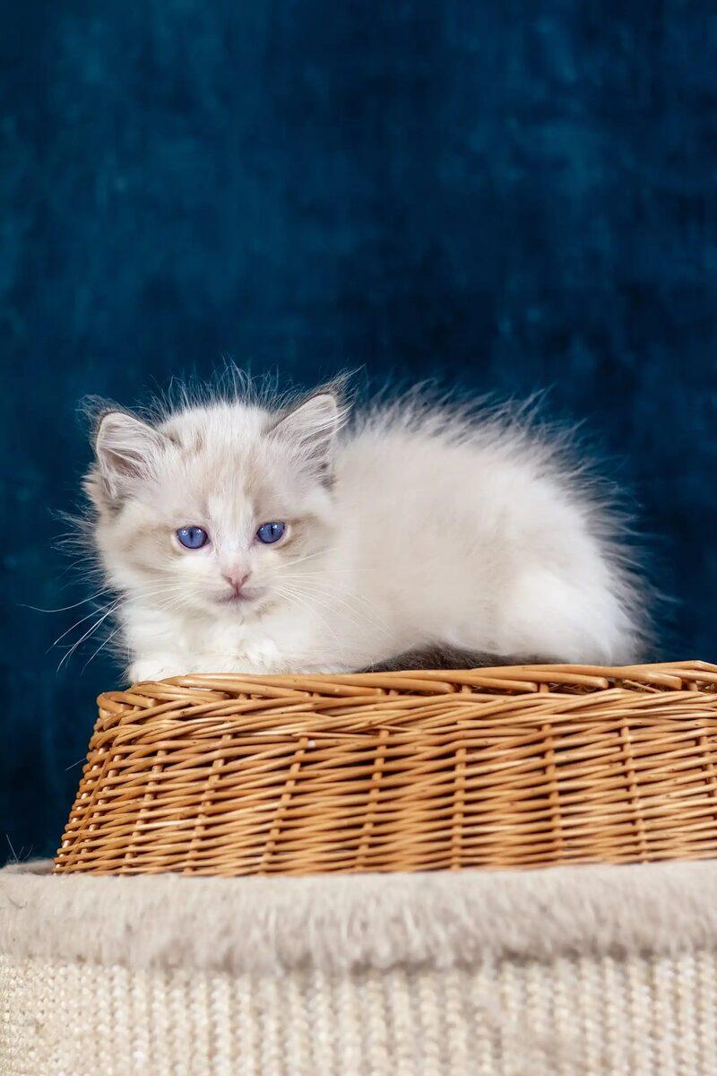 Imogen the 11 weeks Ragdoll kitten sitting indoors