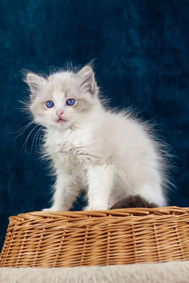 Close-up portrait of Imogen, a Ragdoll kitten in Sharjah