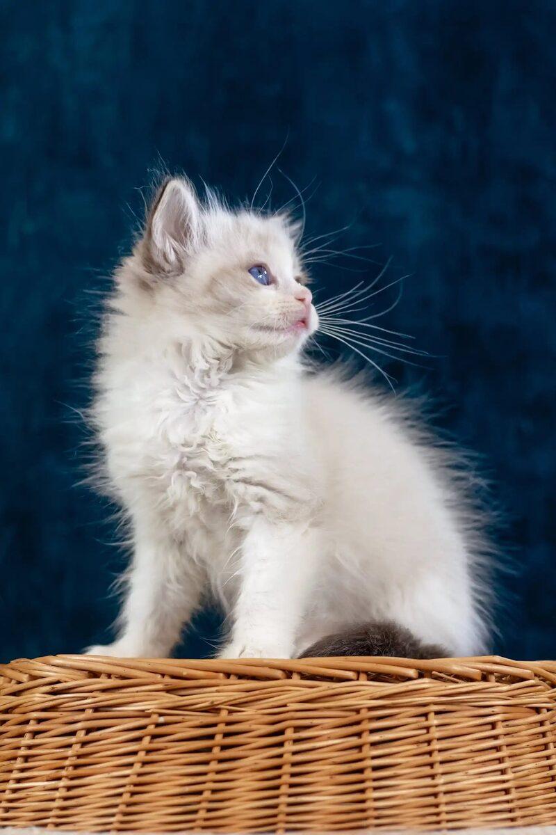 Imogen the Ragdoll kitten – 11 weeks, available in the UAE