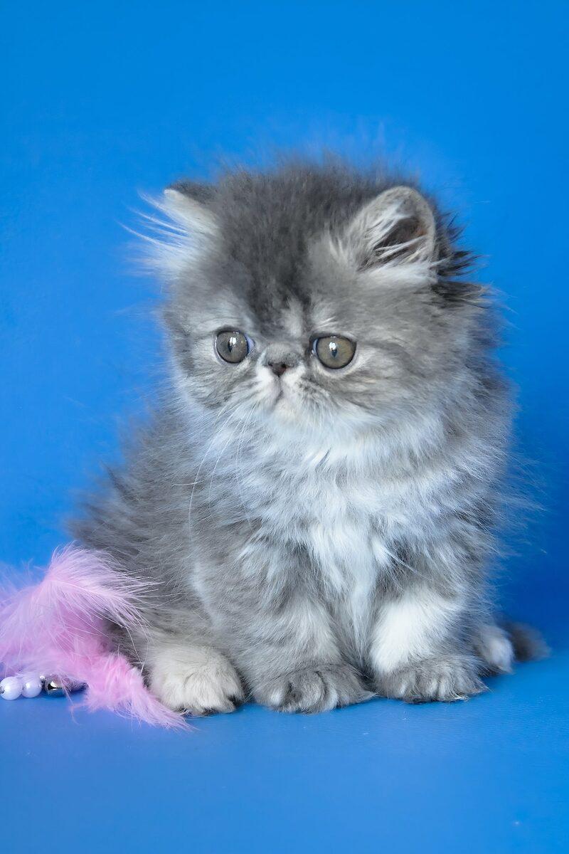 Isolde, a Persian kitten