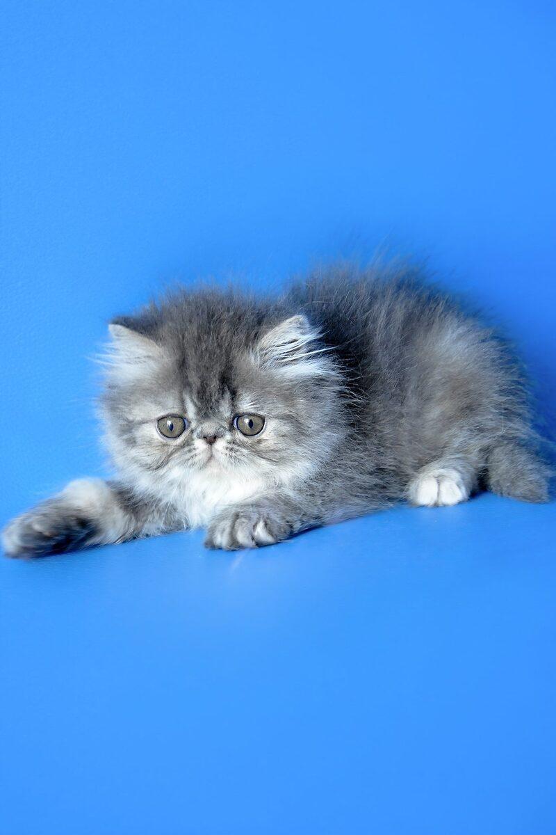 Persian kitten Isolde – side view showing coat and face