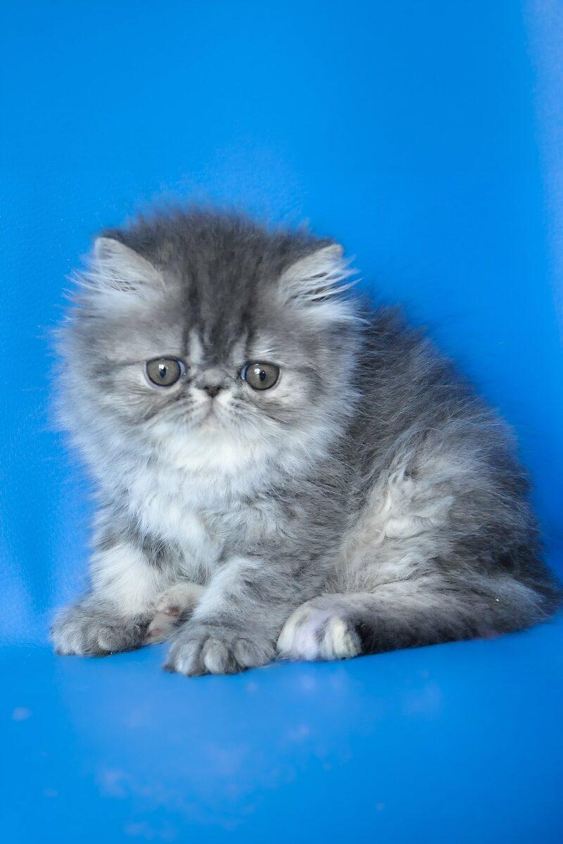 Isolde the 13 weeks Persian kitten sitting indoors