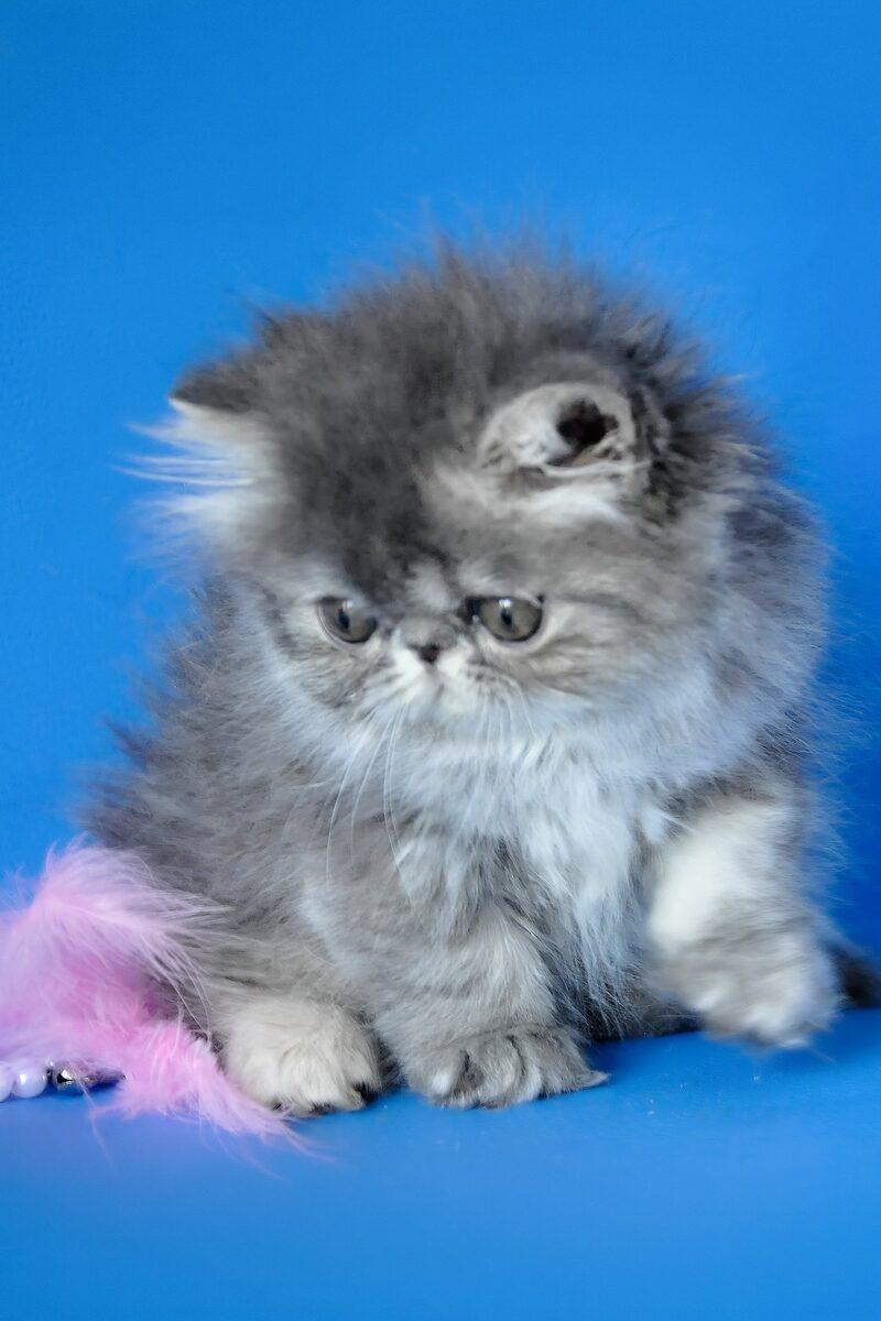 Close-up portrait of Isolde, a Persian kitten in Dubai