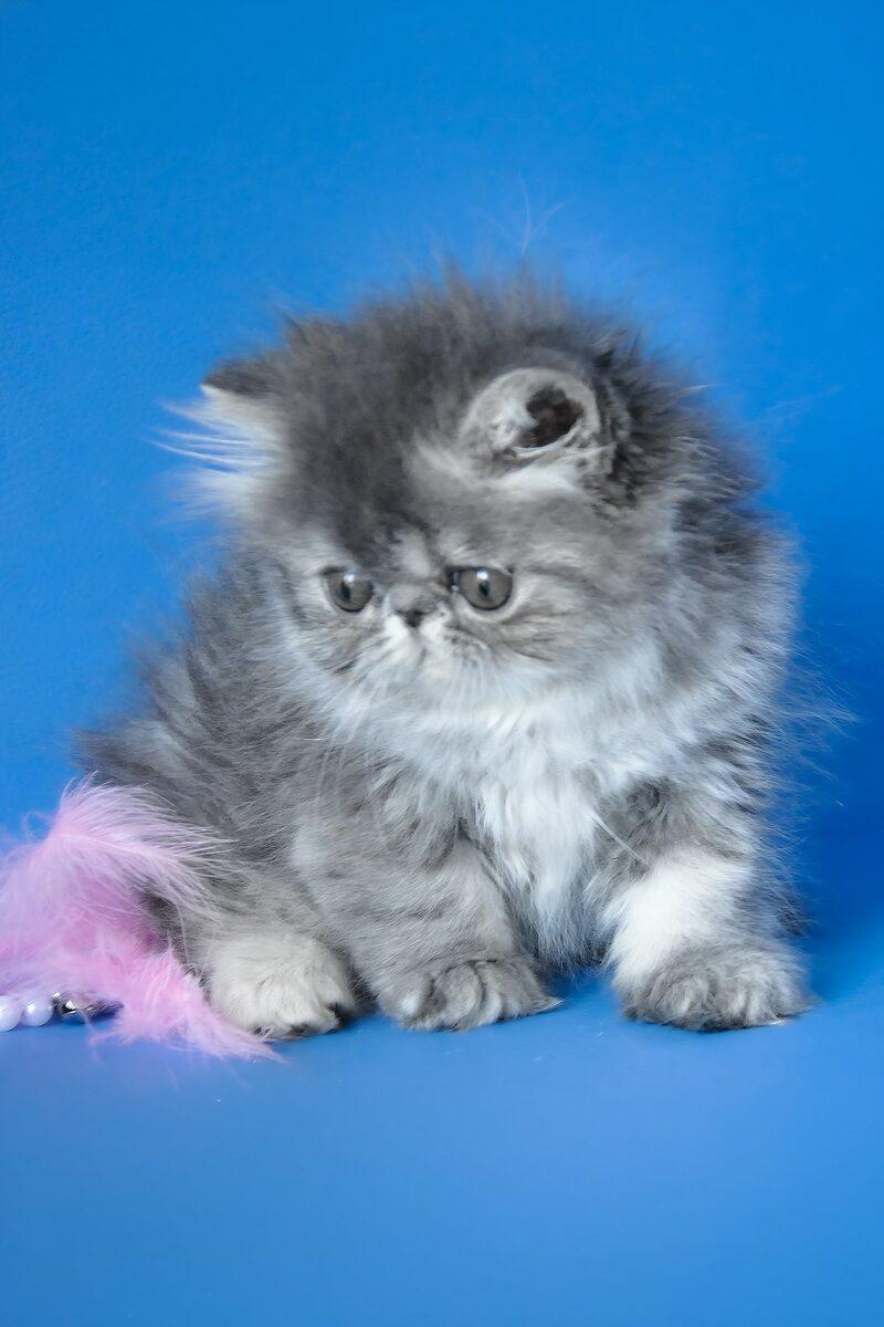 Isolde the Persian kitten – 13 weeks, available in the UAE