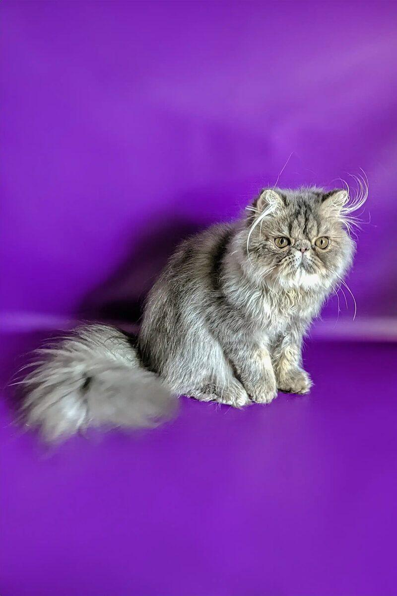Jasper, a Persian kitten