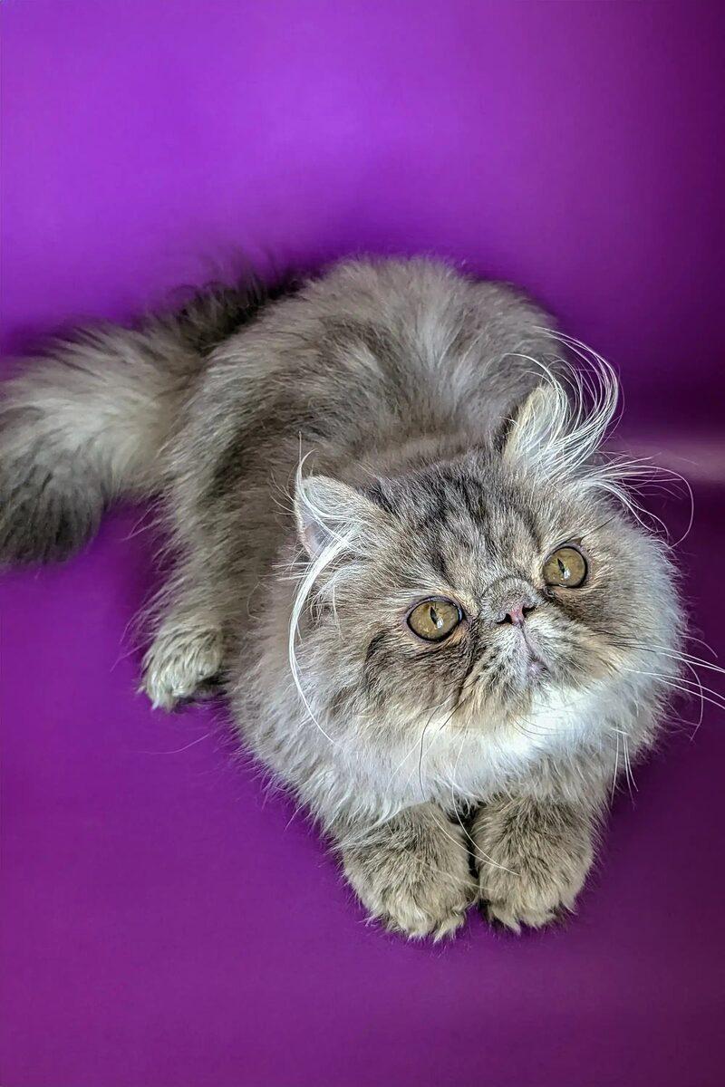 Persian kitten Jasper – side view showing coat and face