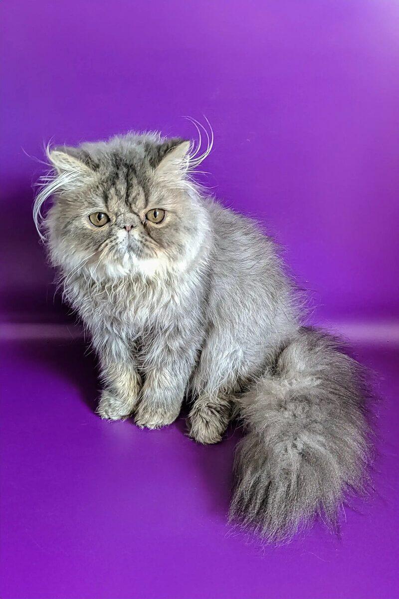 Jasper the 11 weeks Persian kitten sitting indoors