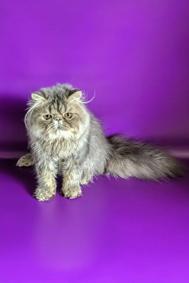 Close-up portrait of Jasper, a Persian kitten in Sharjah