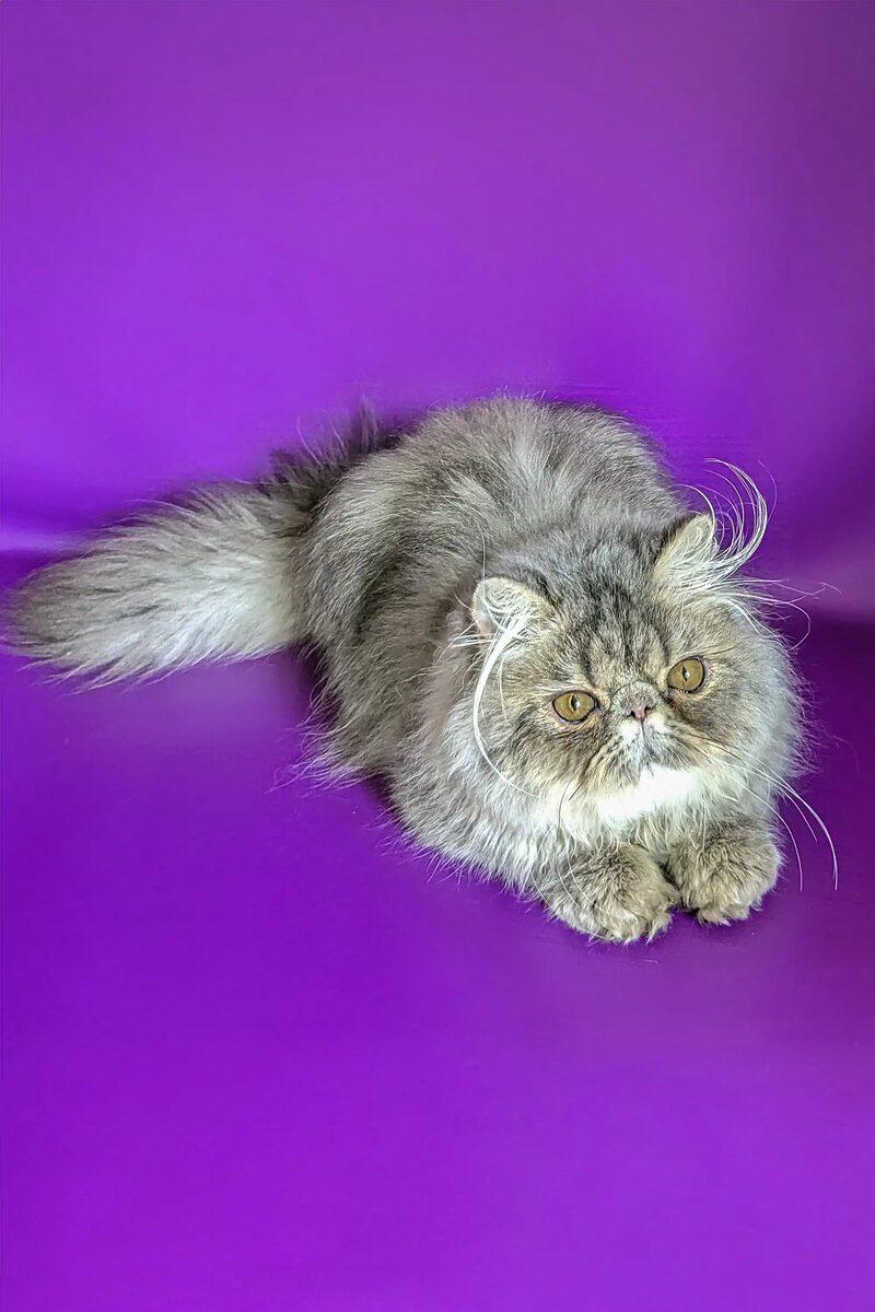 Jasper the Persian kitten – 11 weeks, available in the UAE