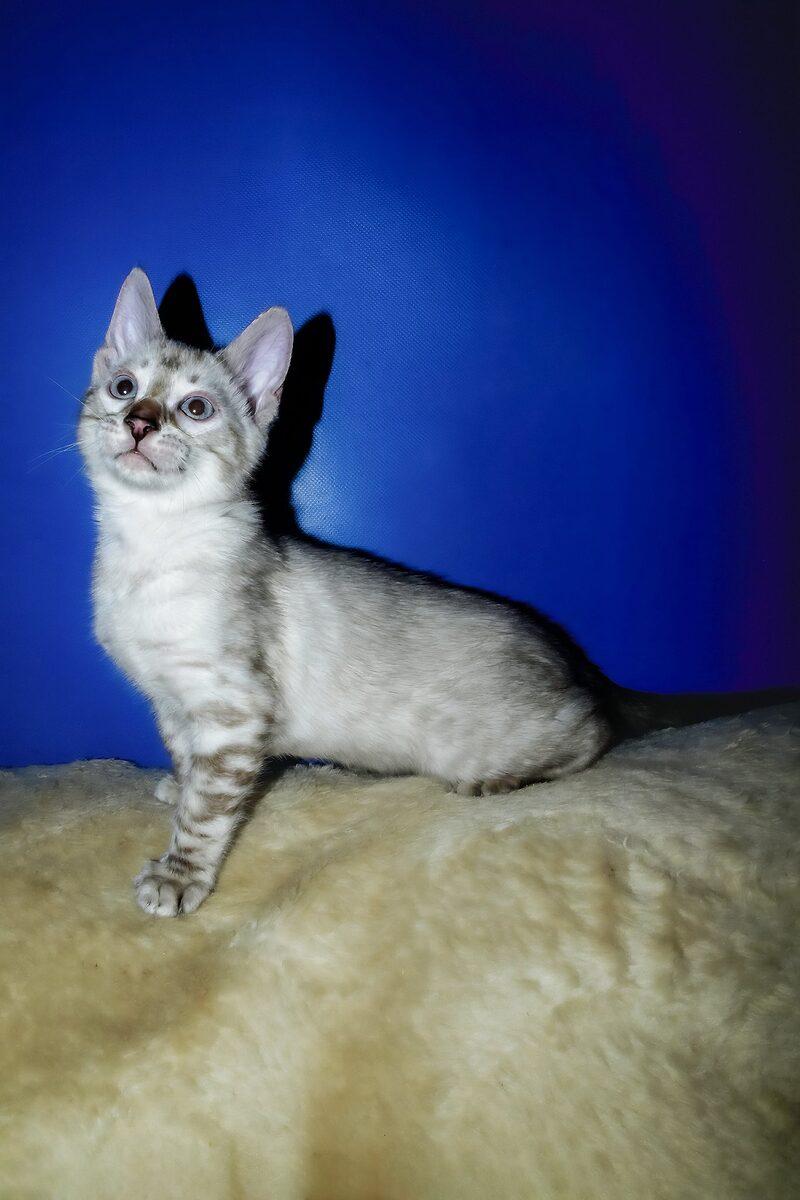 Luna, a Bengal kitten