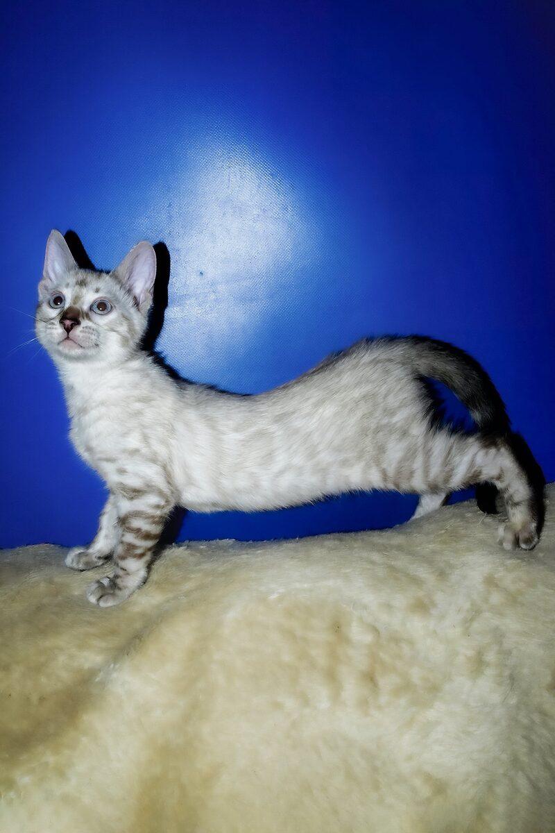 Bengal kitten Luna – side view showing coat and face