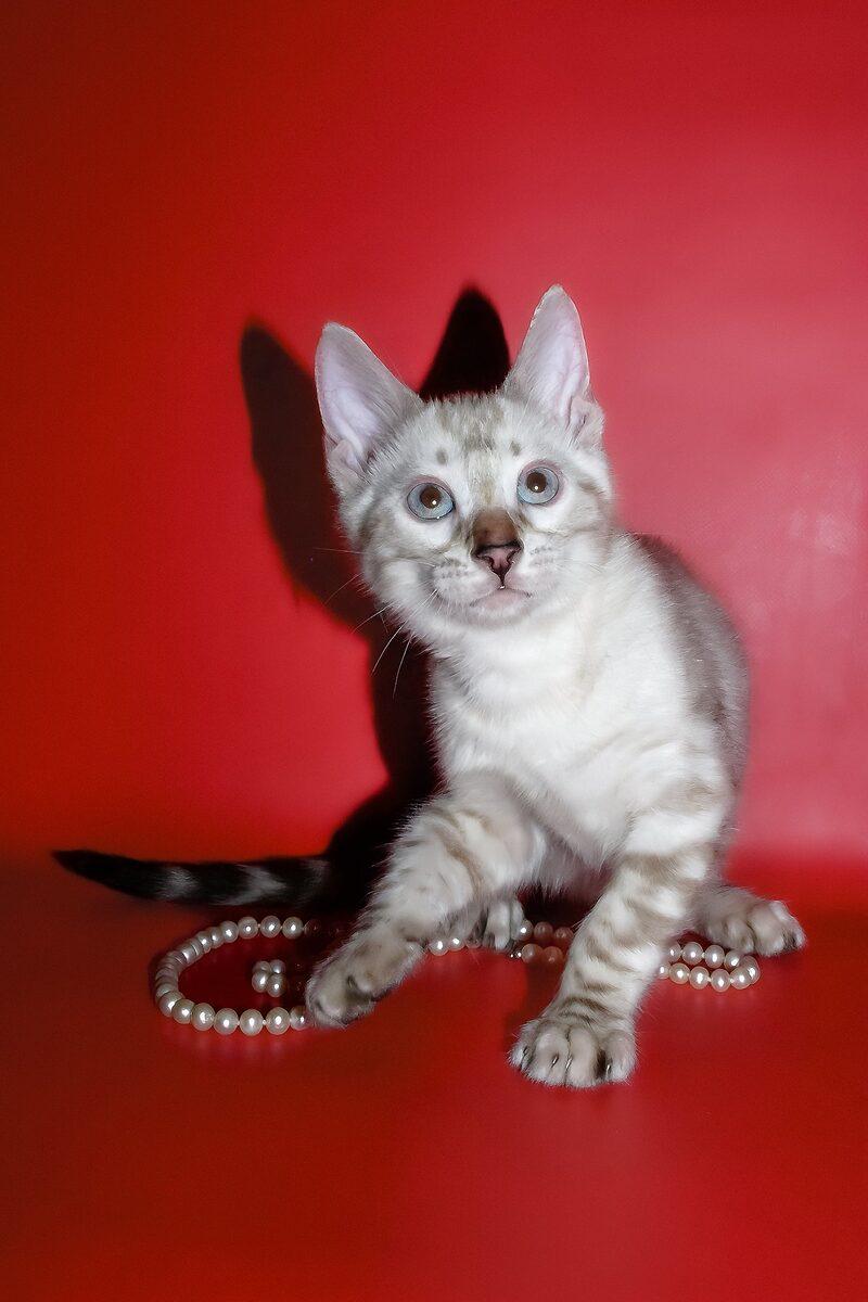 Luna the 11 weeks Bengal kitten sitting indoors