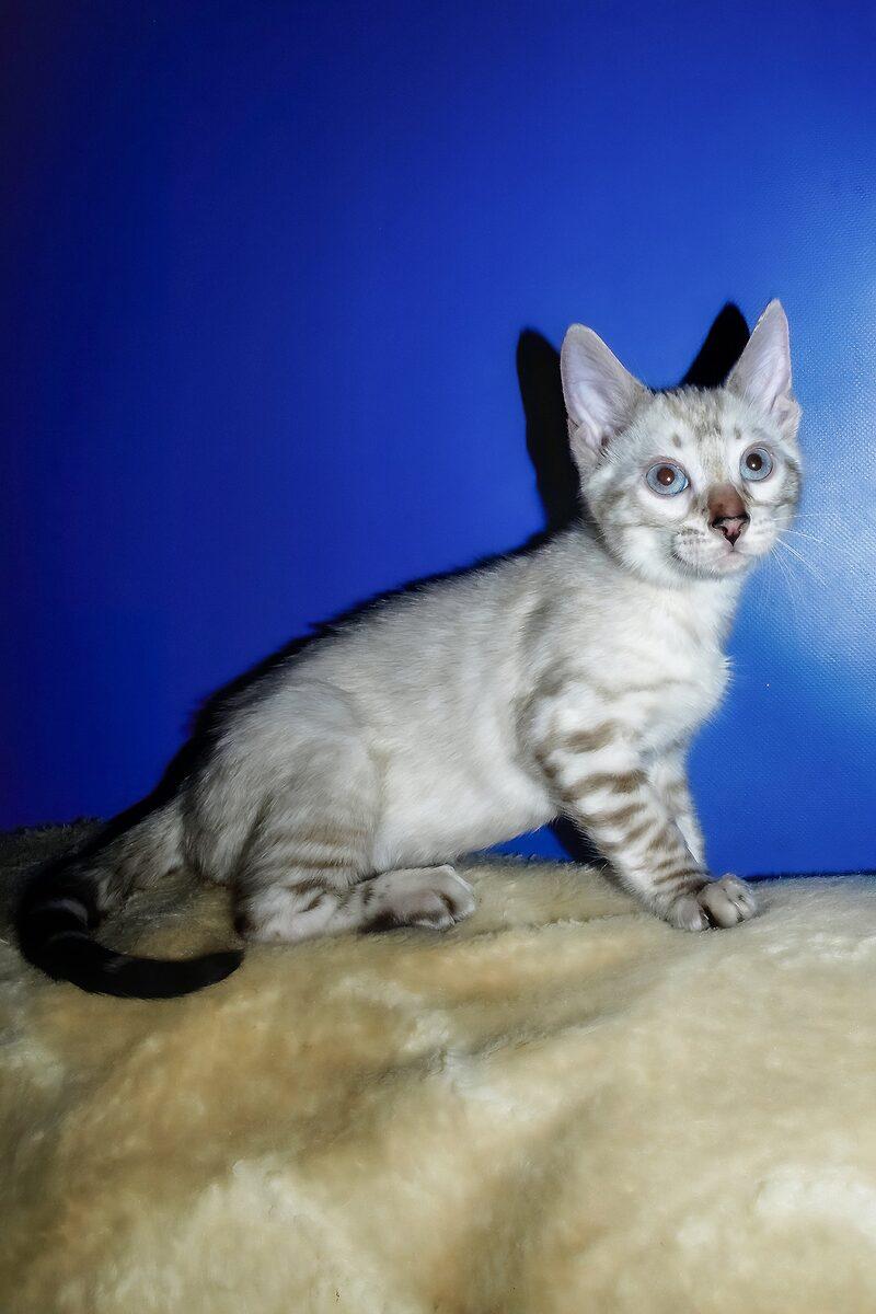 Close-up portrait of Luna, a Bengal kitten in Sharjah