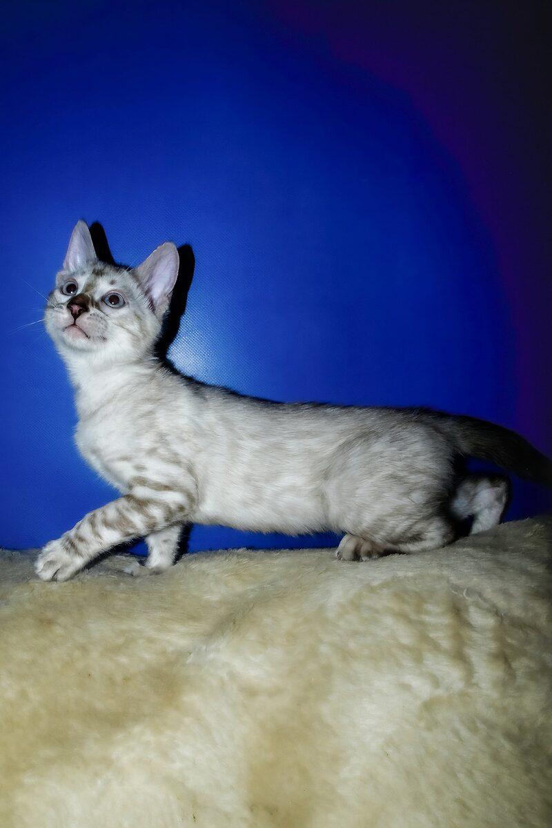 Luna the Bengal kitten – 11 weeks, available in the UAE