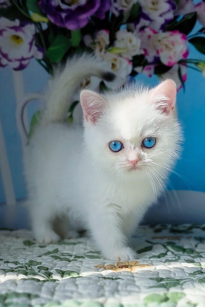 Luna, a British Shorthair kitten