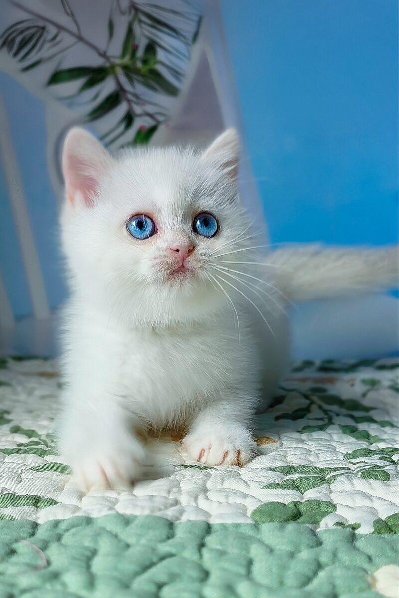 Luna the 10 weeks British Shorthair kitten sitting indoors