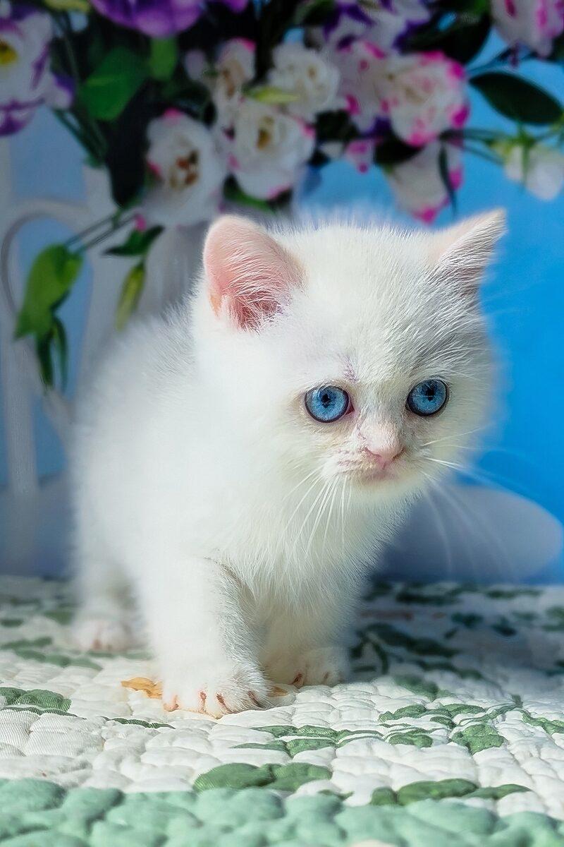 Close-up portrait of Luna, a British Shorthair kitten in Abu Dhabi
