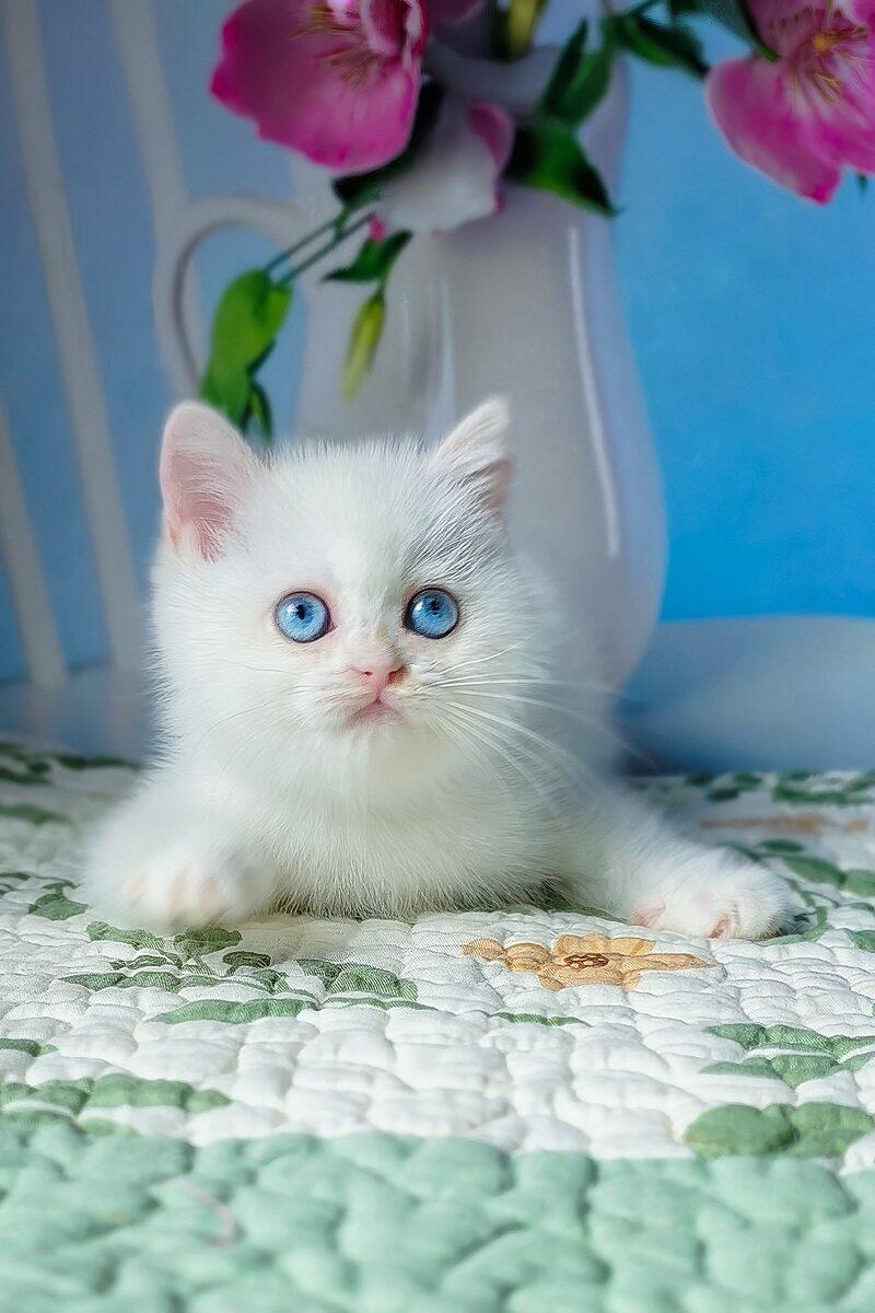 Luna the British Shorthair kitten – 10 weeks, available in the UAE