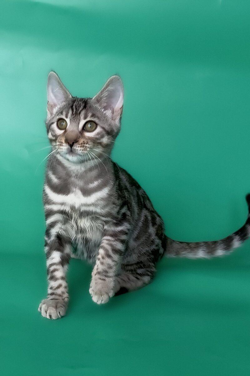 Mako, a Bengal kitten