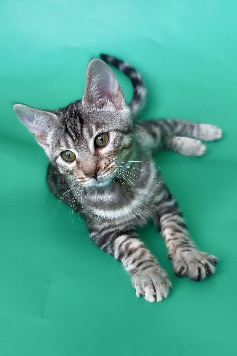 Bengal kitten Mako – side view showing coat and face