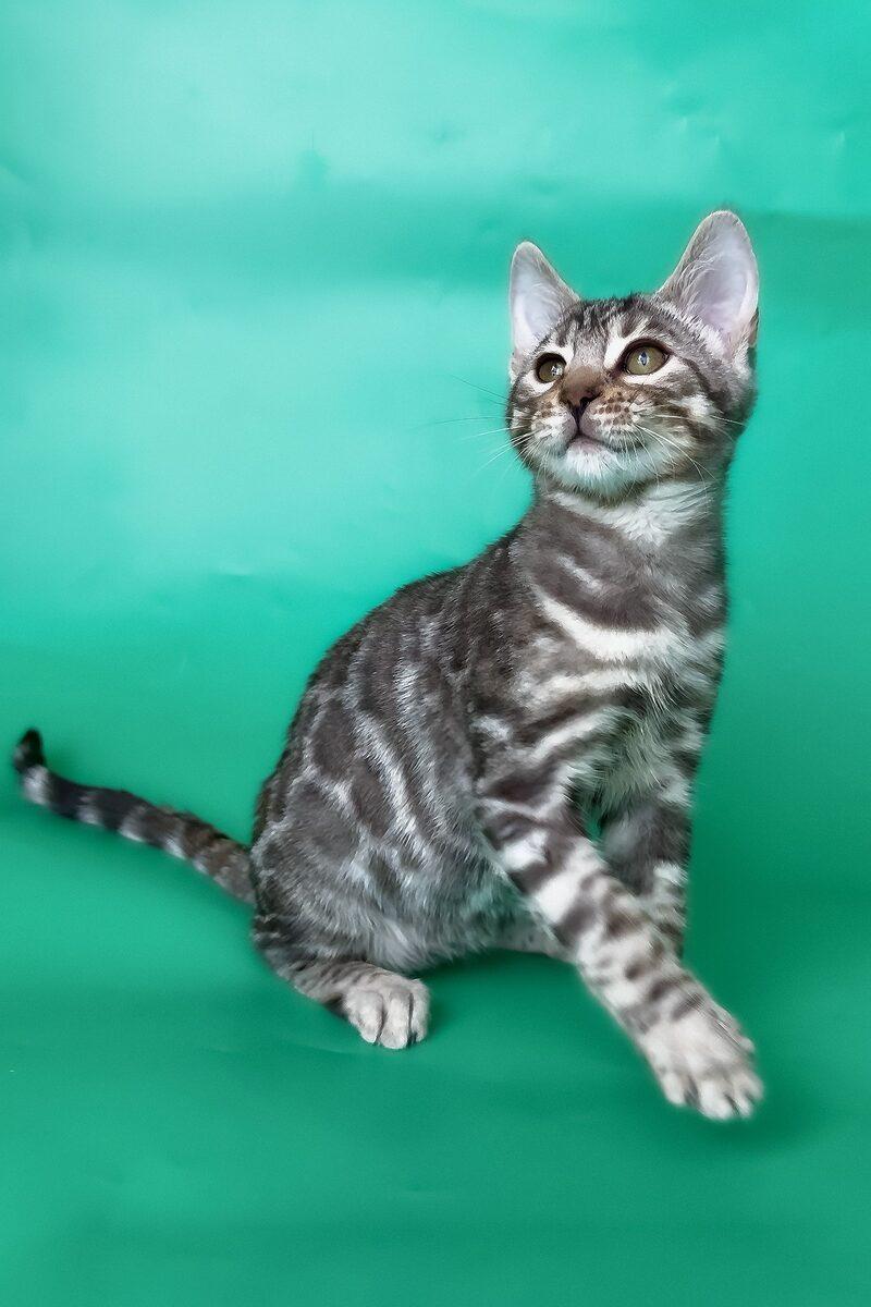 Mako the 13 weeks Bengal kitten sitting indoors