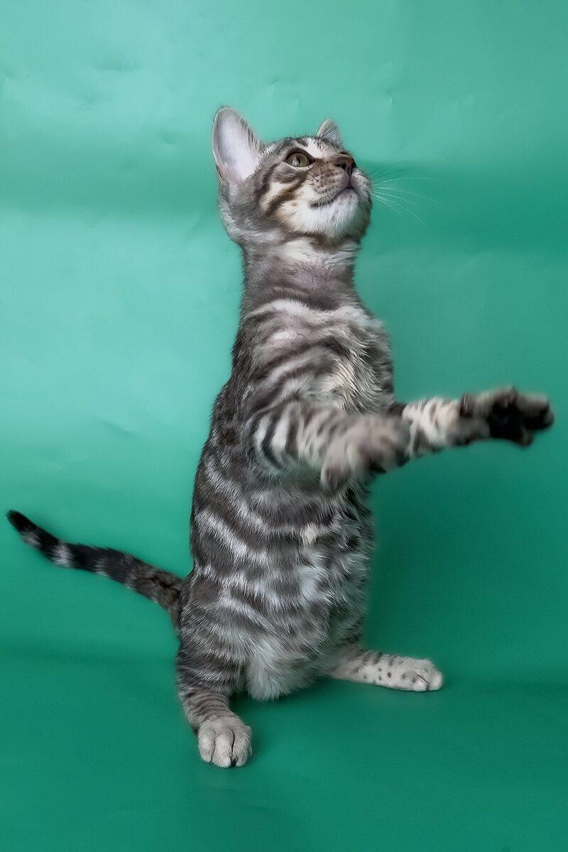 Close-up portrait of Mako, a Bengal kitten in Dubai