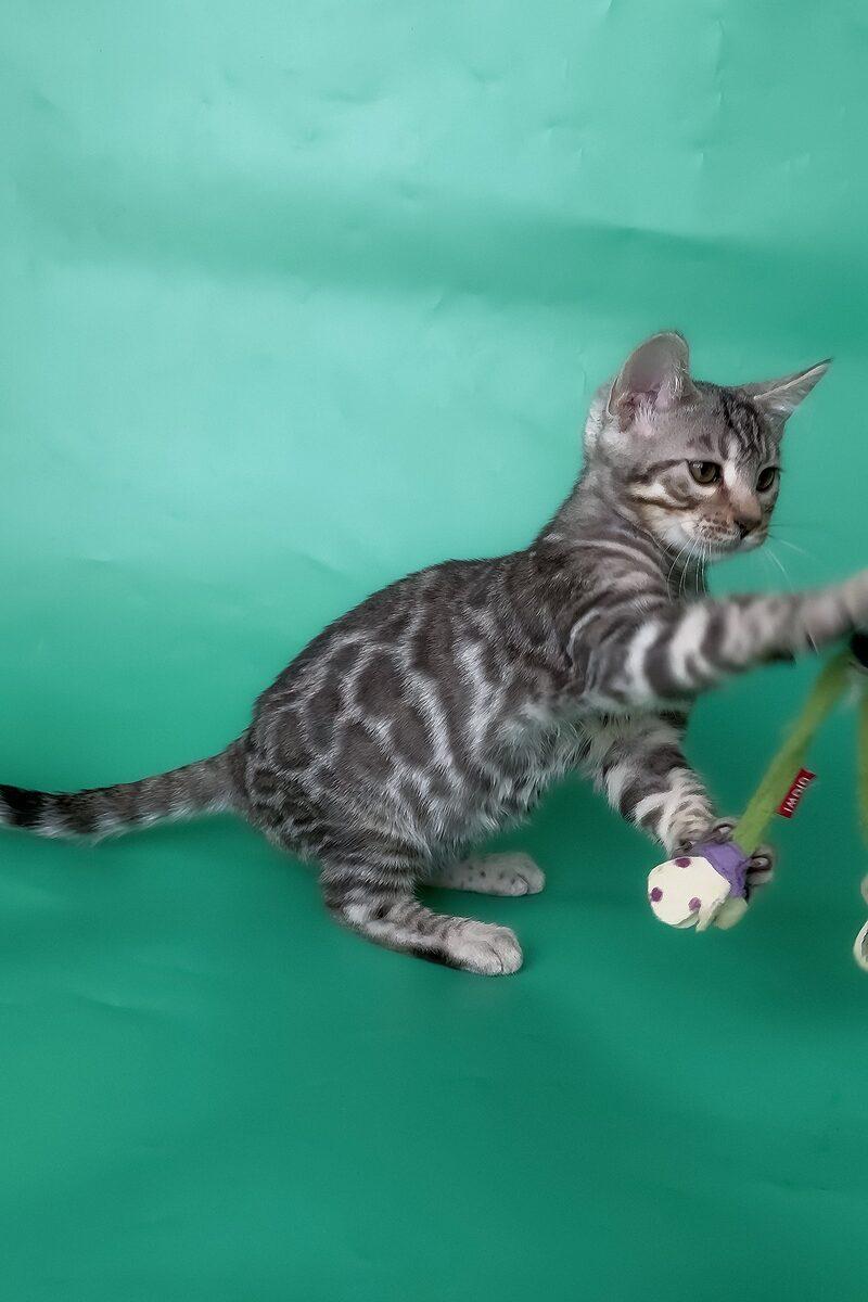 Mako the Bengal kitten – 13 weeks, available in the UAE