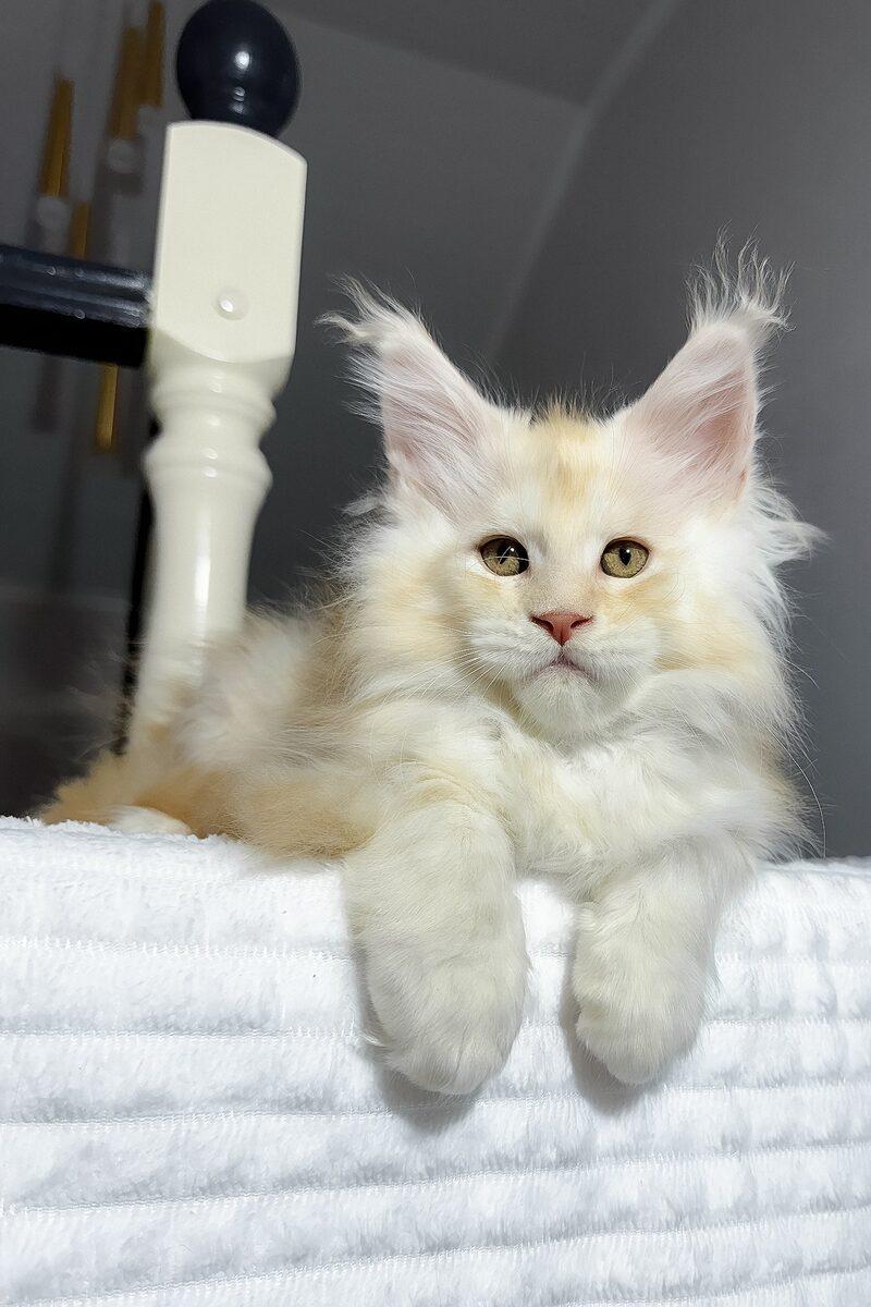 Maximilian, a Maine Coon kitten