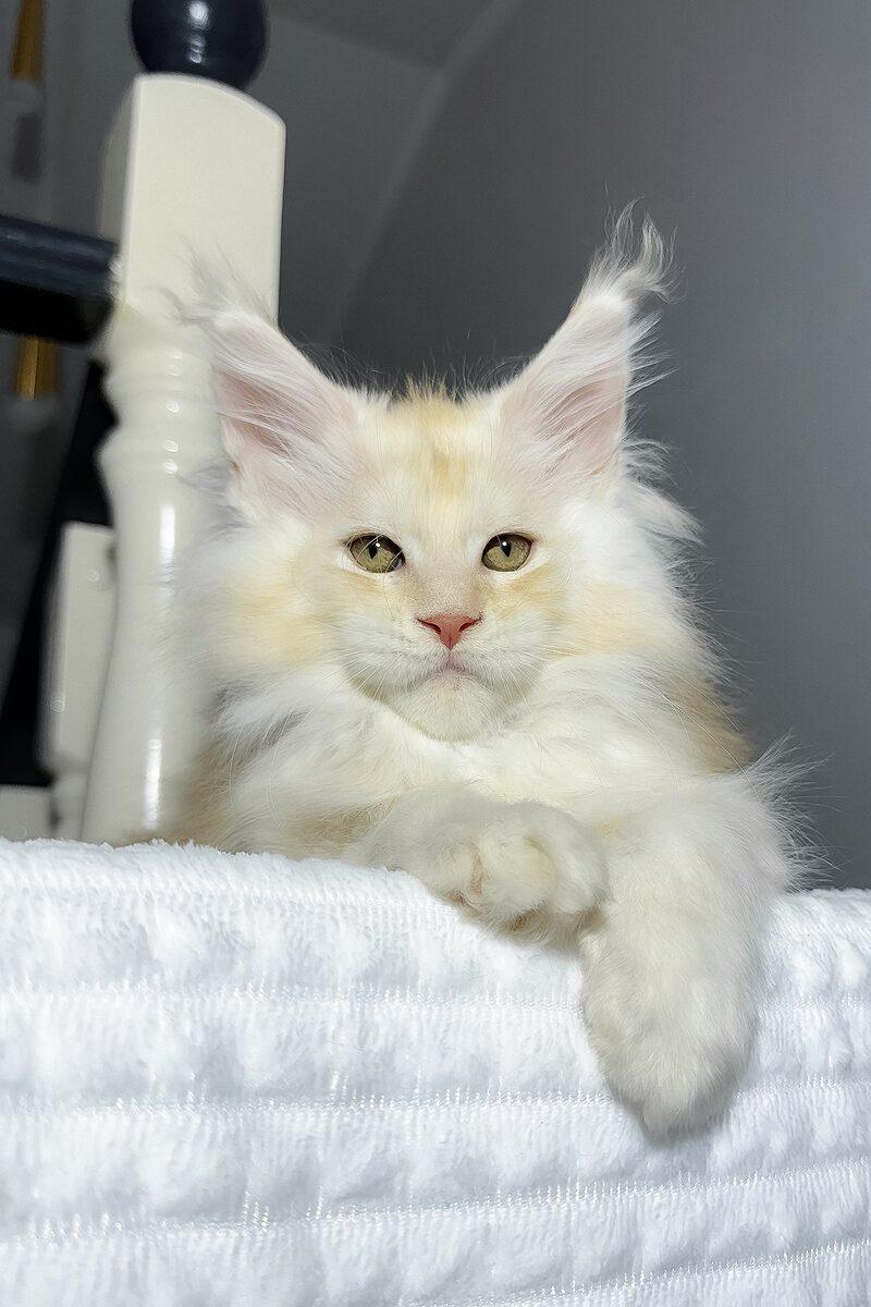 Maine Coon kitten Maximilian – side view showing coat and face