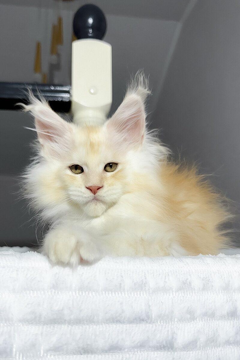 Maximilian the 16 weeks Maine Coon kitten sitting indoors