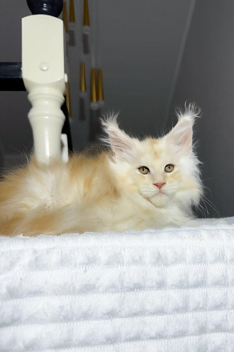 Close-up portrait of Maximilian, a Maine Coon kitten in Abu Dhabi