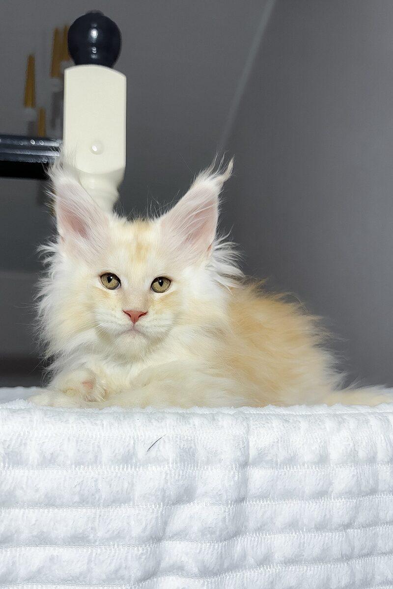 Maximilian the Maine Coon kitten – 16 weeks, available in the UAE