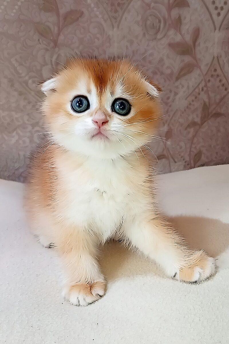 Monty, a Scottish Fold kitten