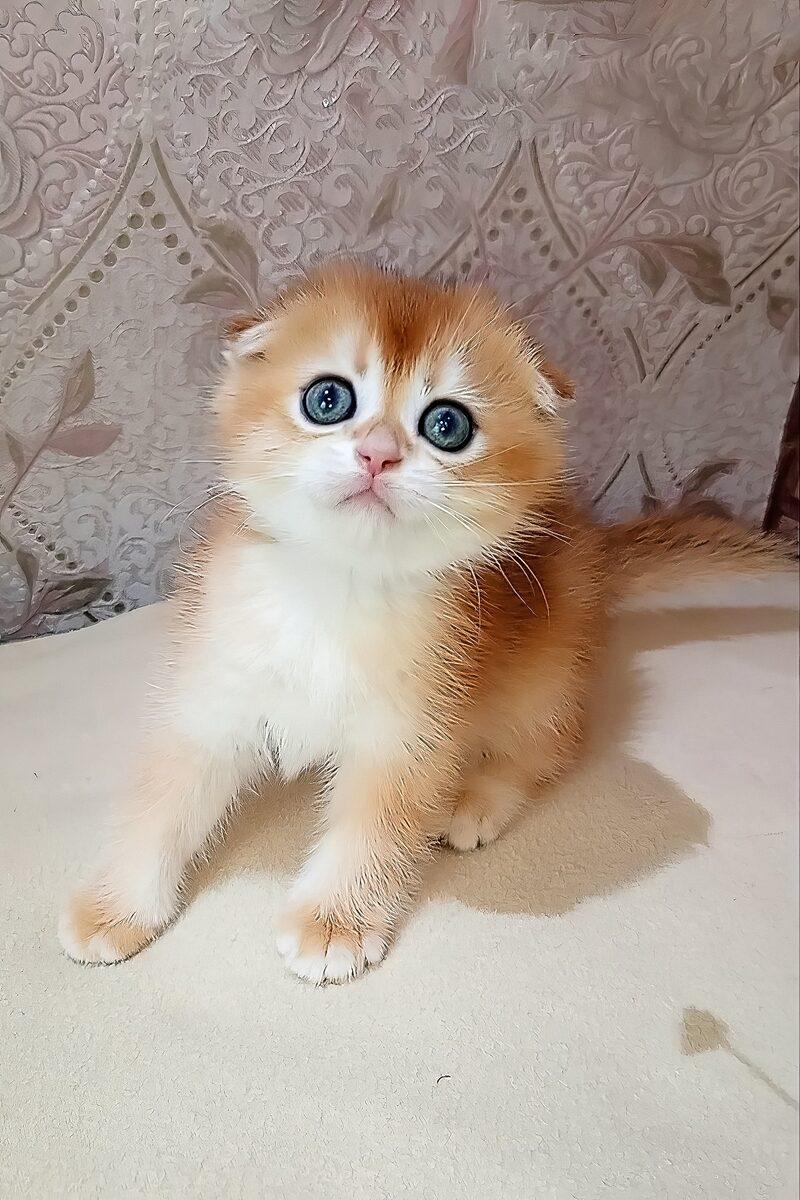 Scottish Fold kitten Monty – side view showing coat and face