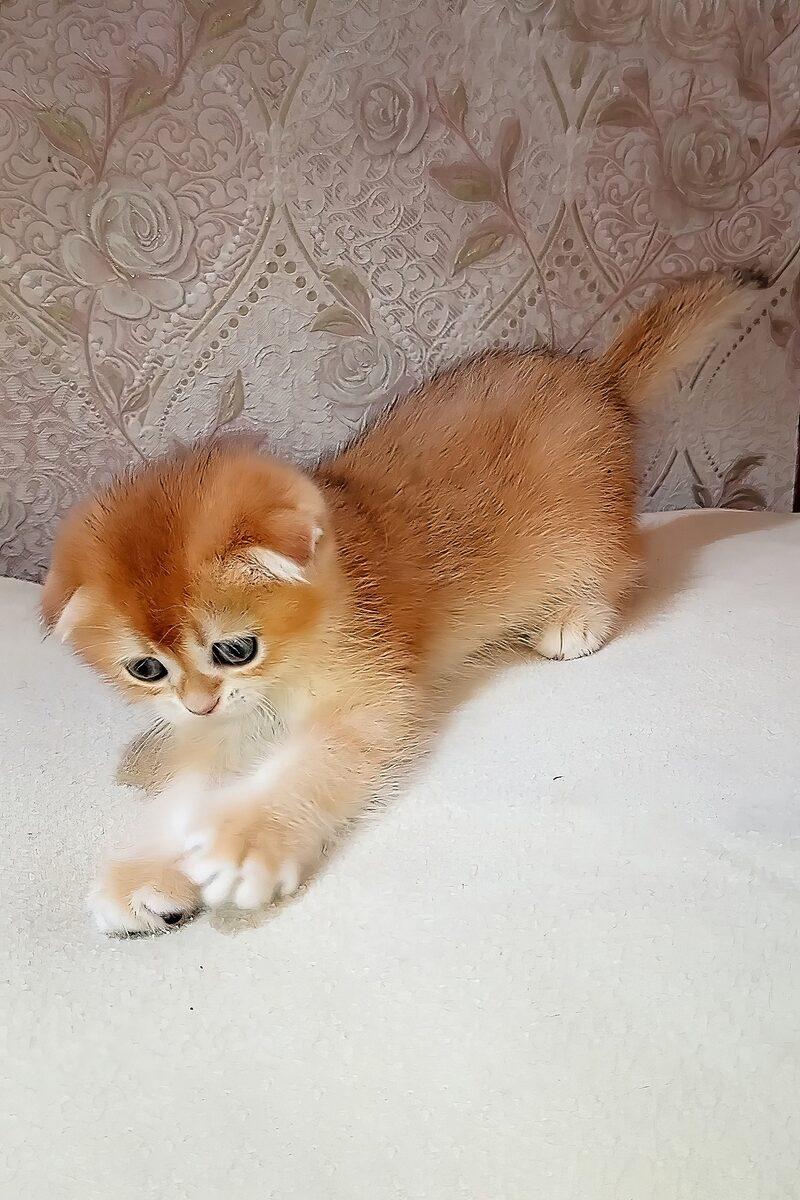 Monty the 13 weeks Scottish Fold kitten sitting indoors