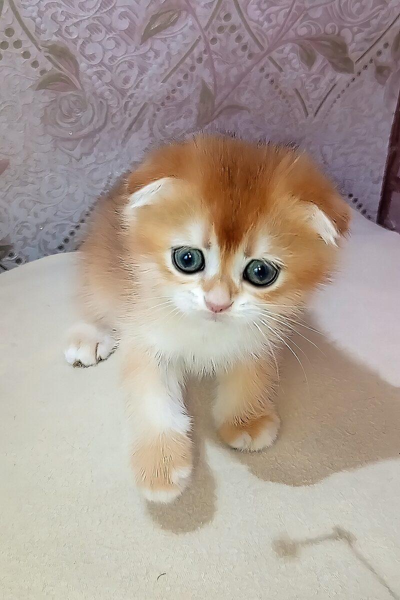Close-up portrait of Monty, a Scottish Fold kitten in Dubai