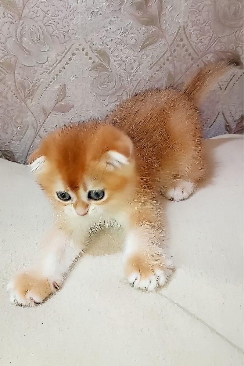 Monty the Scottish Fold kitten – 13 weeks, available in the UAE