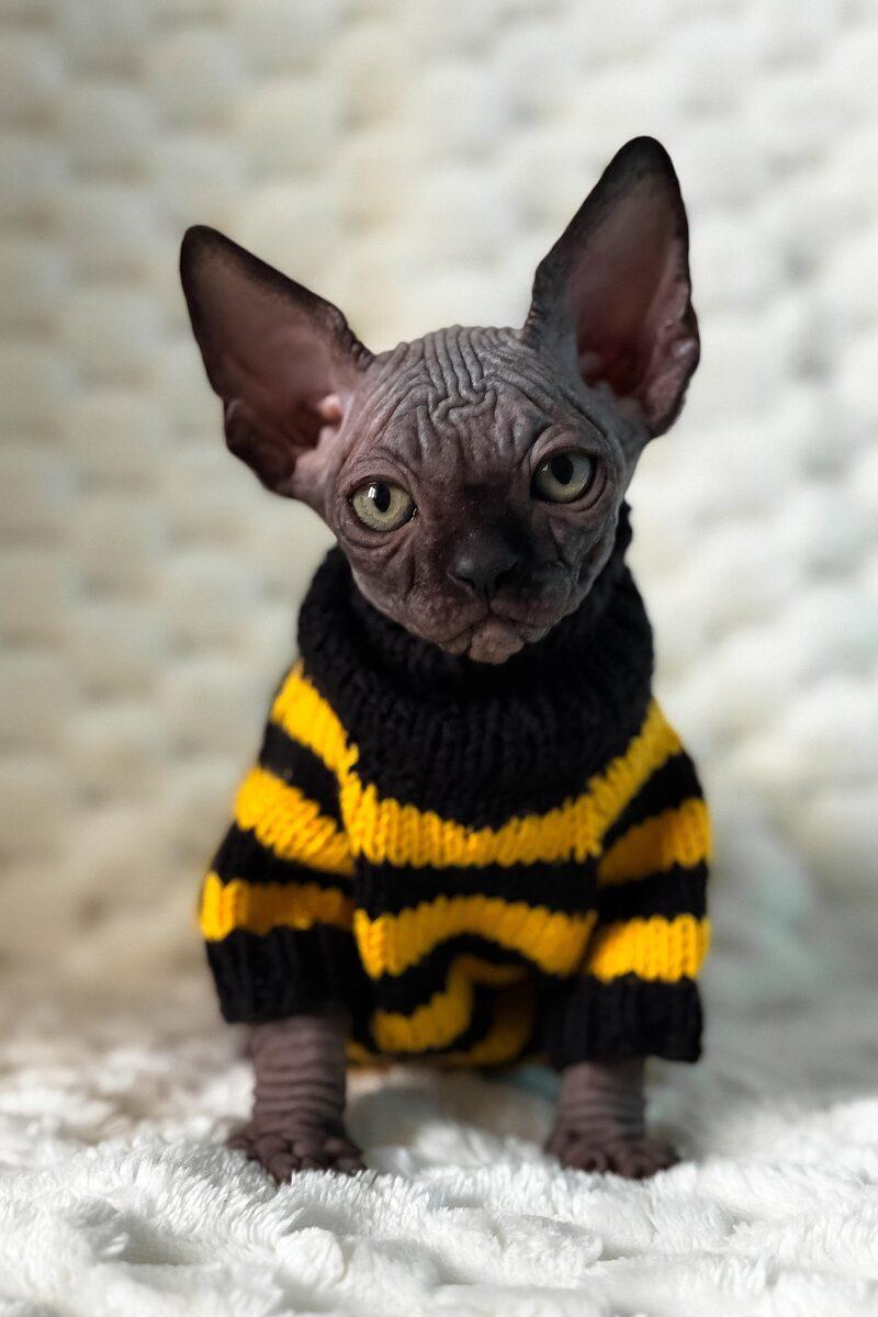 Nico, a Sphynx kitten
