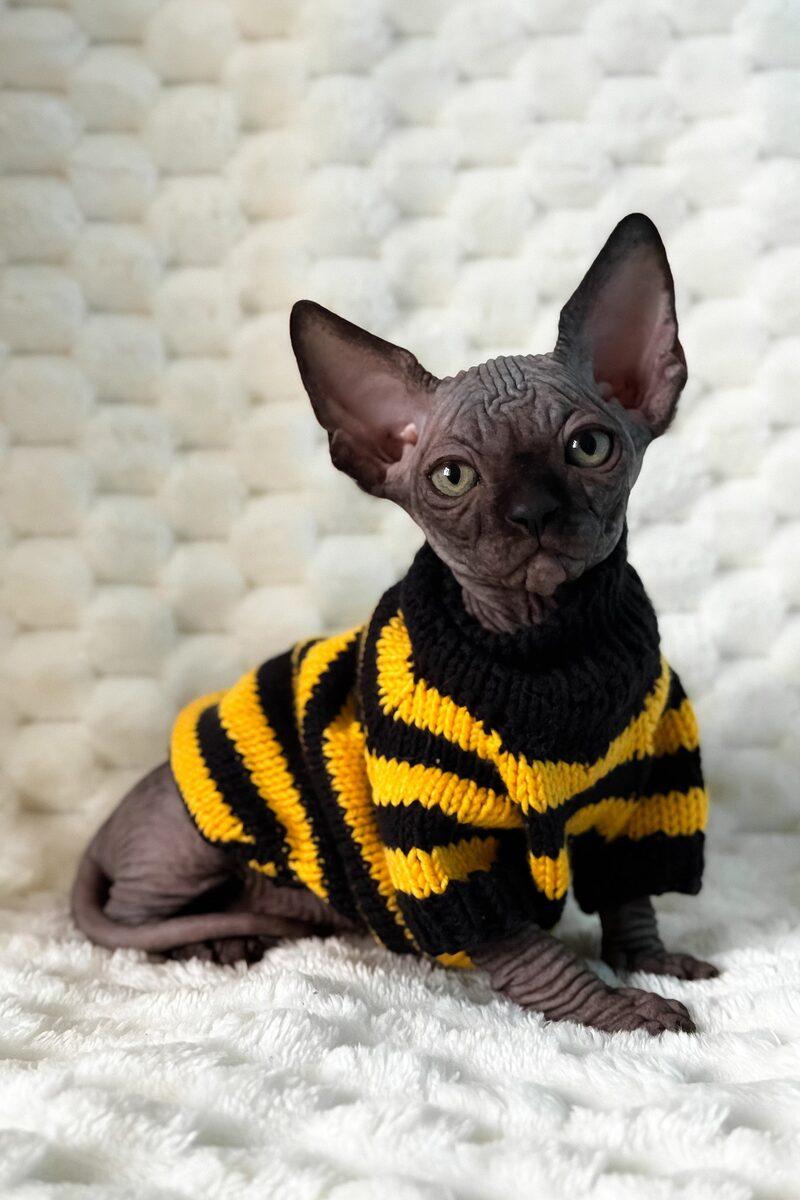 Sphynx kitten Nico – side view showing coat and face