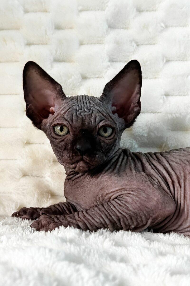 Nico the 14 weeks Sphynx kitten sitting indoors