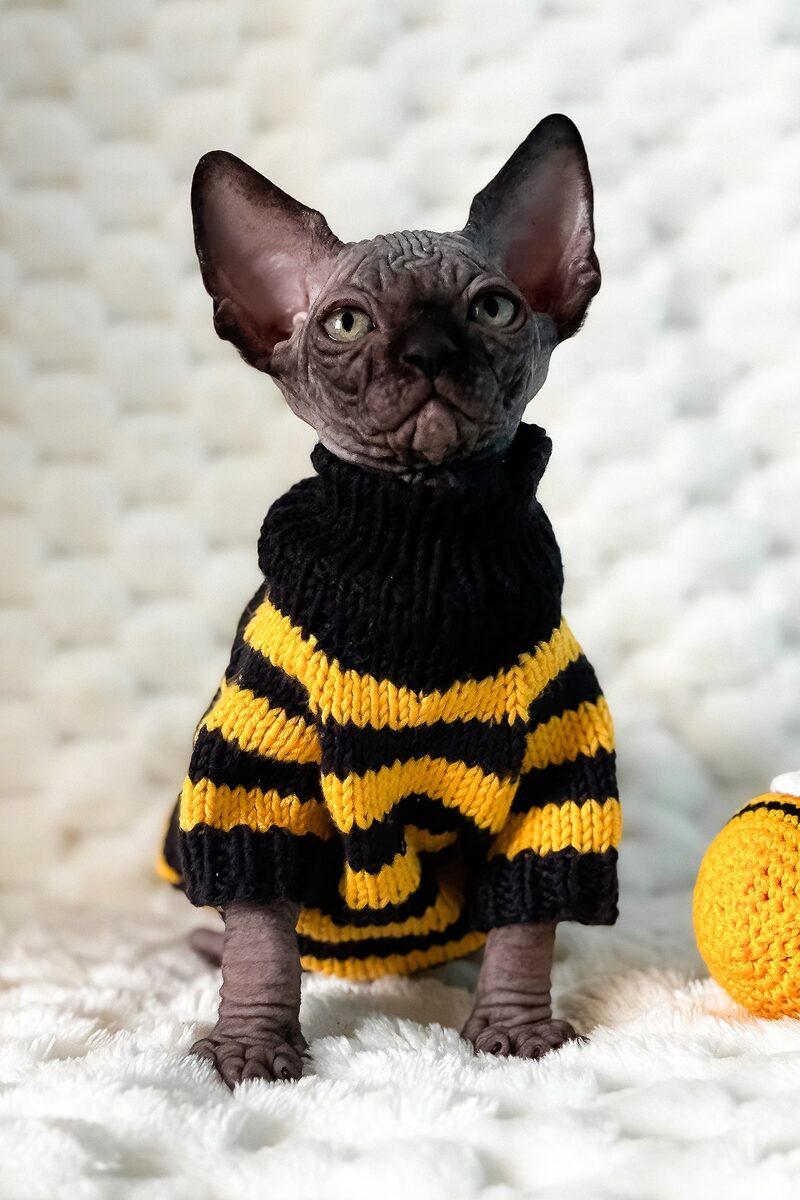 Close-up portrait of Nico, a Sphynx kitten in Dubai