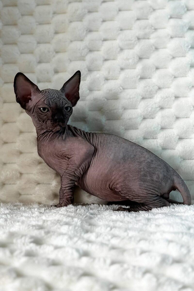 Nico the Sphynx kitten – 14 weeks, available in the UAE