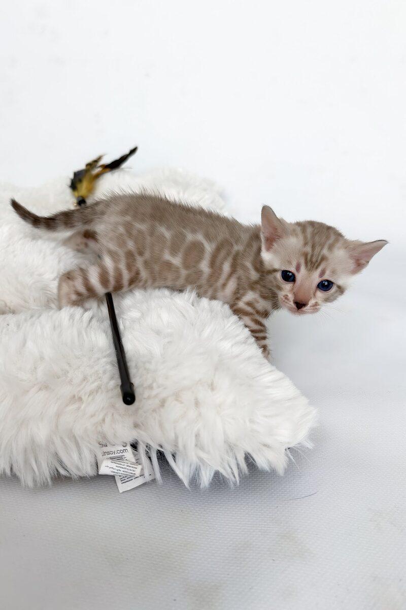 Nova, a Bengal kitten