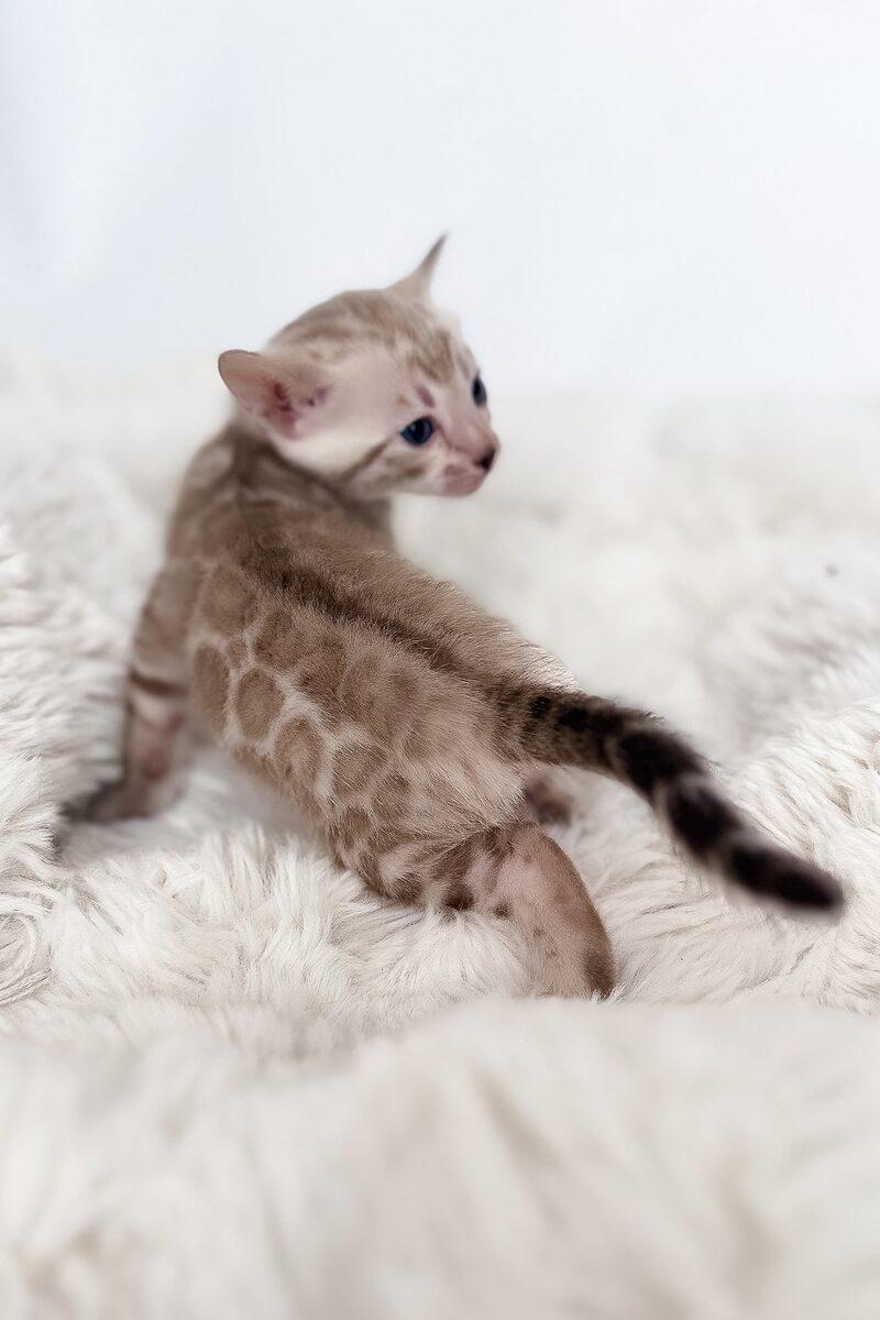 Bengal kitten Nova – side view showing coat and face