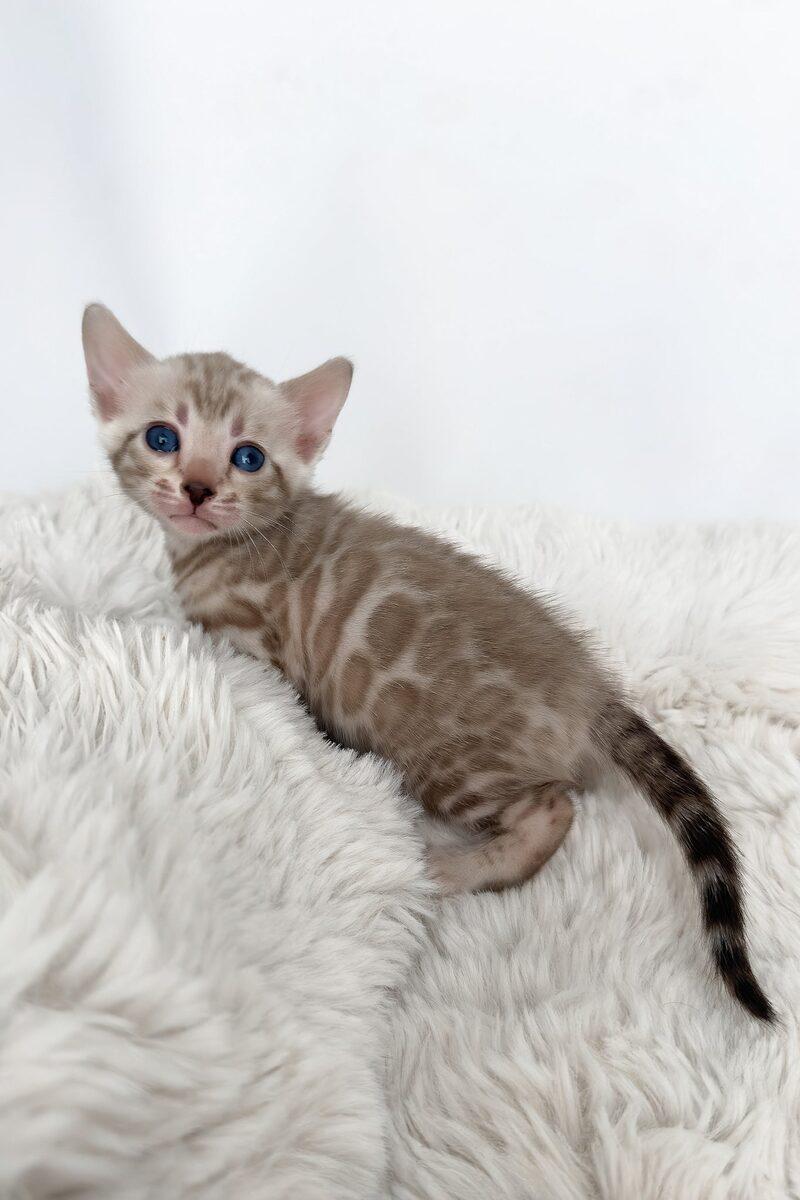 Nova the 12 weeks Bengal kitten sitting indoors
