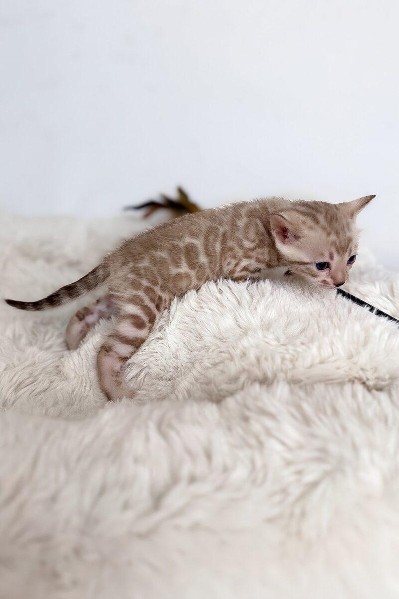 Close-up portrait of Nova, a Bengal kitten in Dubai