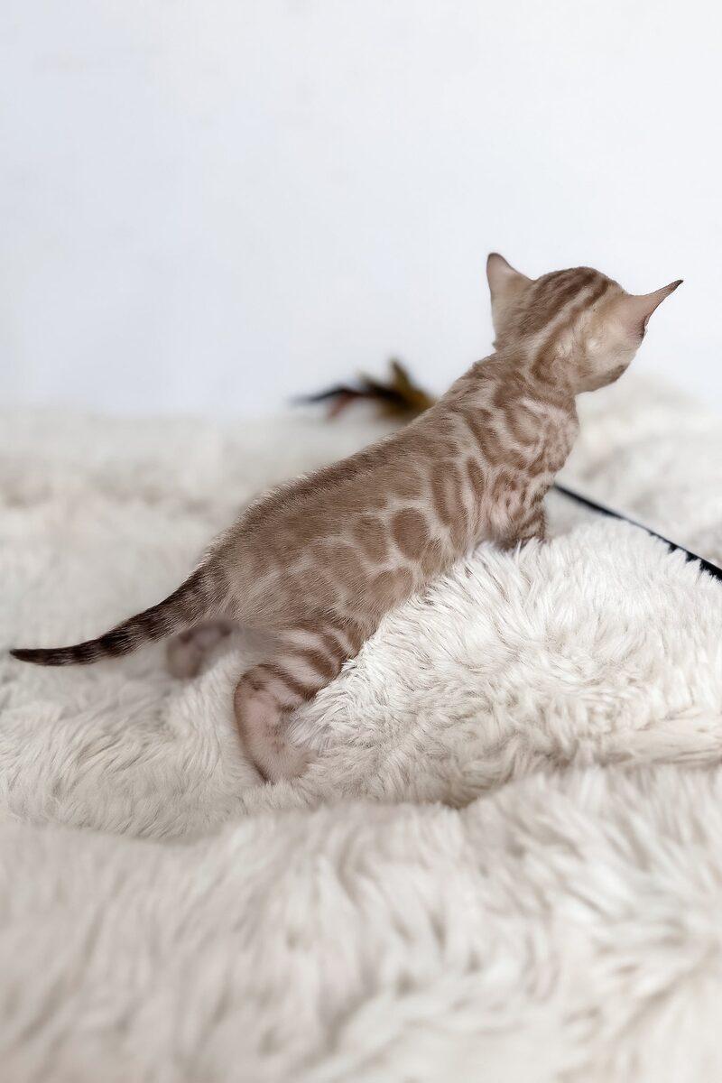 Nova the Bengal kitten – 12 weeks, available in the UAE