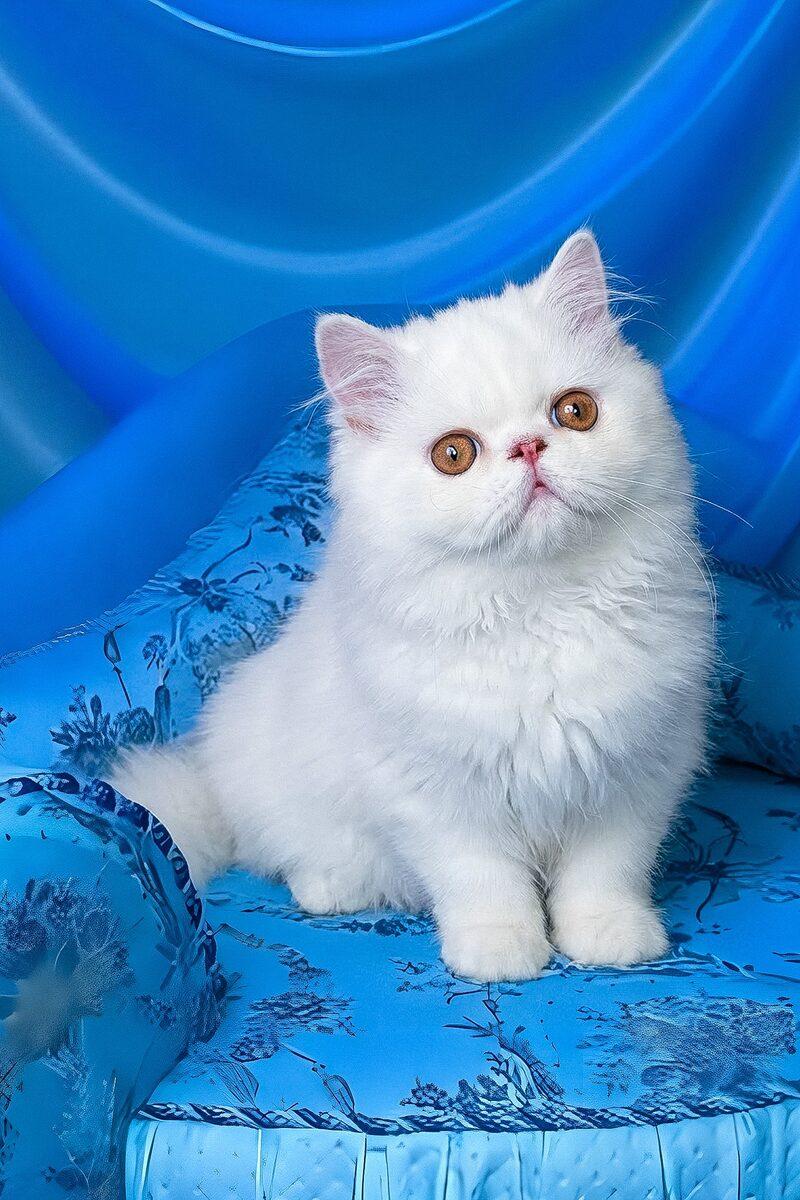 Omar, a Persian kitten